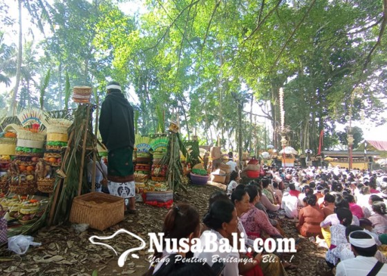 Nusabali.com - melihat-kemeriahan-tradisi-ngasa-di-desa-adat-bukian-kecamatan-payangan-gianyar