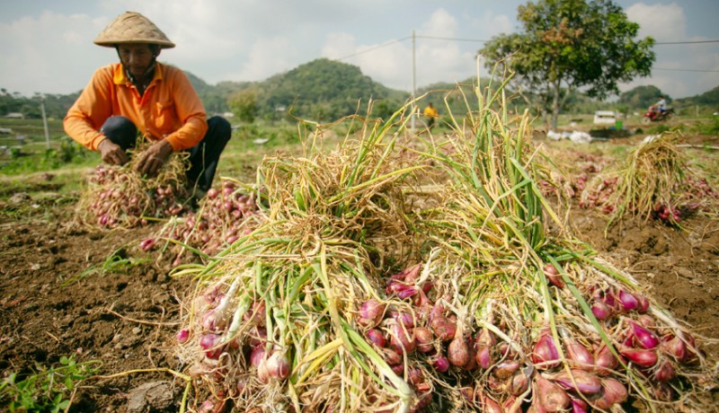 www.nusabali.com-harga-bawang-merah-di-petani-anjlok