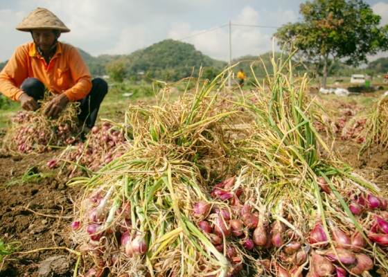 Nusabali.com - harga-bawang-merah-di-petani-anjlok