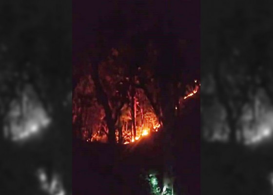 Nusabali.com - hutan-di-desa-tinga-tinga-terbakar