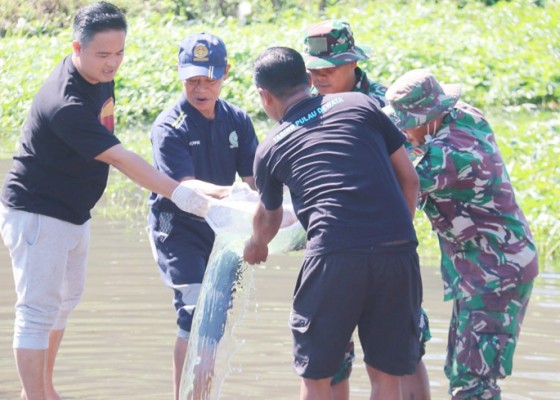 Nusabali.com - bibit-ikan-nila-2000-ekor-ditebar-di-sungai-saba