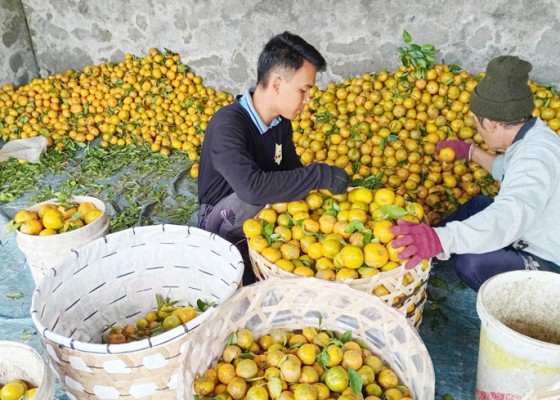 Nusabali.com - jeruk-kintamani-masuk-musim-panen-raya