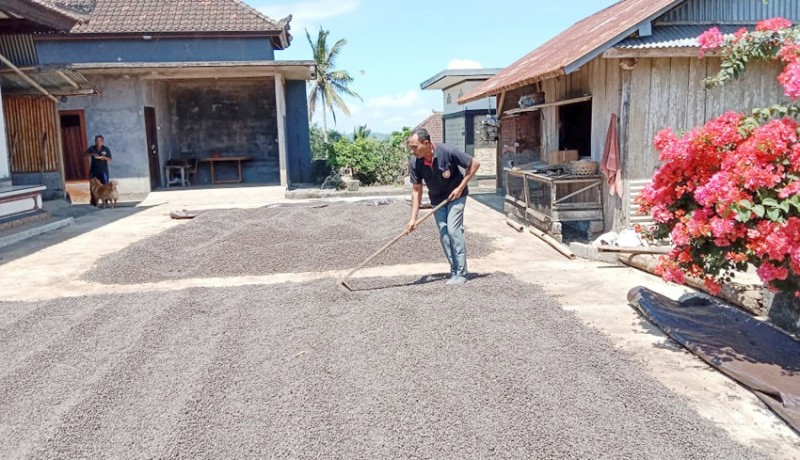 www.nusabali.com-panen-raya-produksi-kopi-di-tabanan-naik