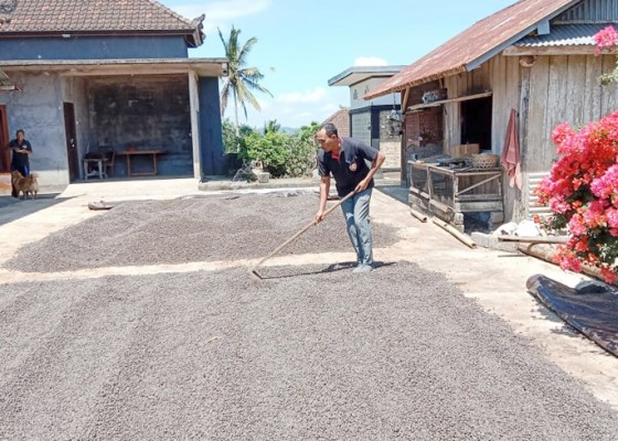 Nusabali.com - panen-raya-produksi-kopi-di-tabanan-naik