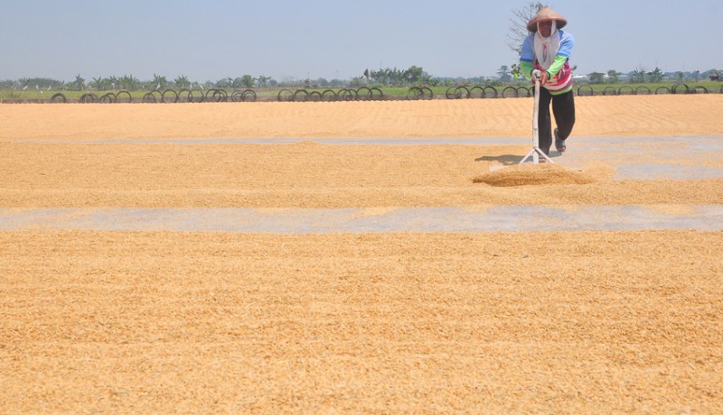 www.nusabali.com-harga-gabah-di-tingkat-petani-naik