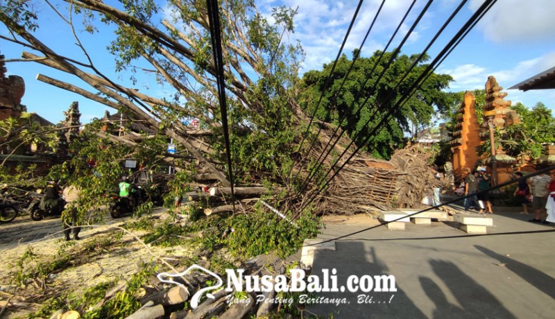 www.nusabali.com-pohon-beringin-depan-pasar-badung-tumbang