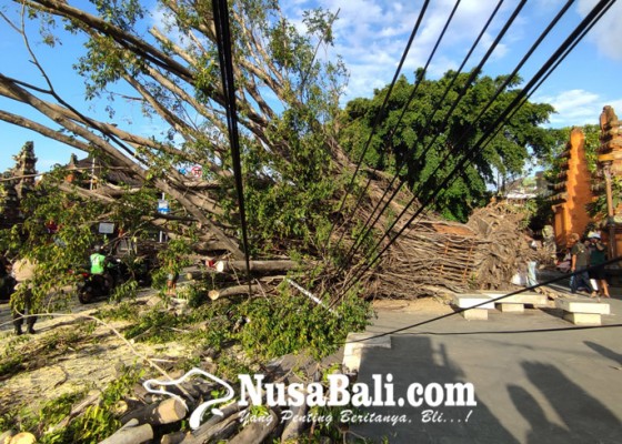 Nusabali.com - pohon-beringin-depan-pasar-badung-tumbang