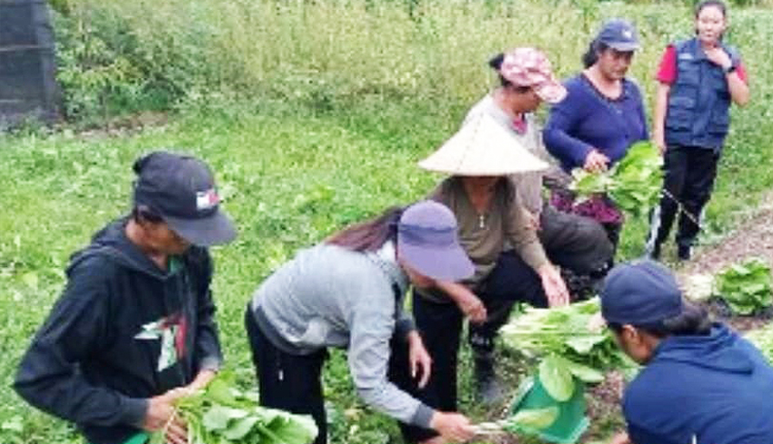 www.nusabali.com-pengembangan-hortikultura-dan-pemberdayaan-masyarakat-melalui-program-pipk-di-desa-petiga-marga-tabanan