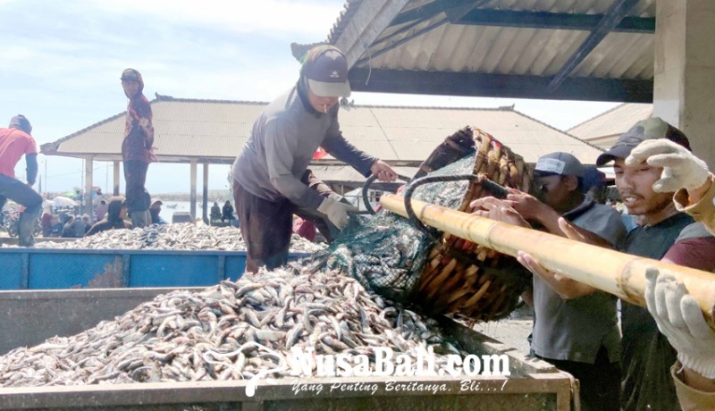 www.nusabali.com-diabaikan-pabrik-harga-ikan-lemuru-anjlok