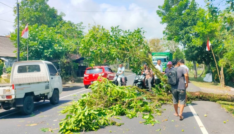 www.nusabali.com-tertimpa-pohon-pemotor-cedera-kepala-berat