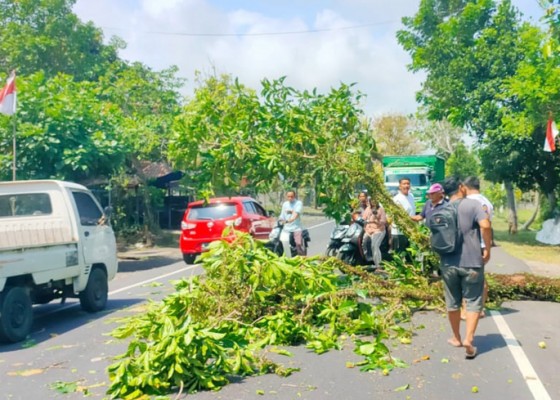 Nusabali.com - tertimpa-pohon-pemotor-cedera-kepala-berat