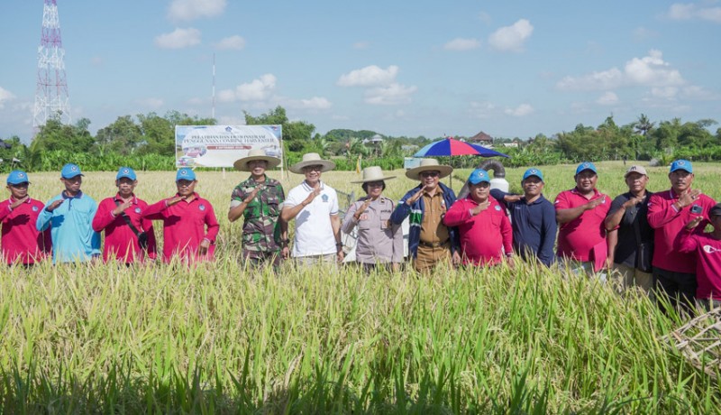 www.nusabali.com-petani-mulai-gunakan-mesin-combine-harvester