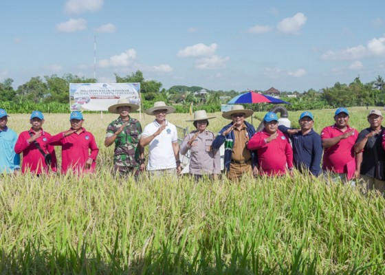 Nusabali.com - petani-mulai-gunakan-mesin-combine-harvester