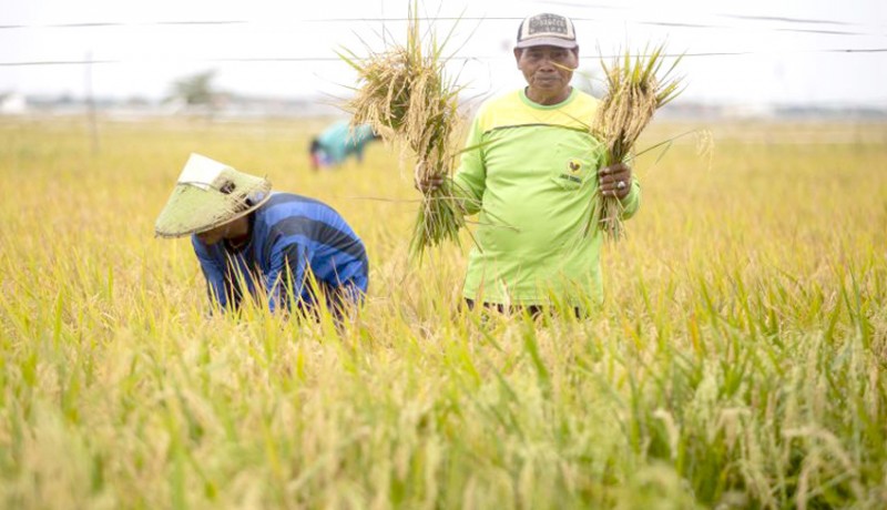 www.nusabali.com-bapanas-targetkan-cadangan-beras-capai-2-juta-ton