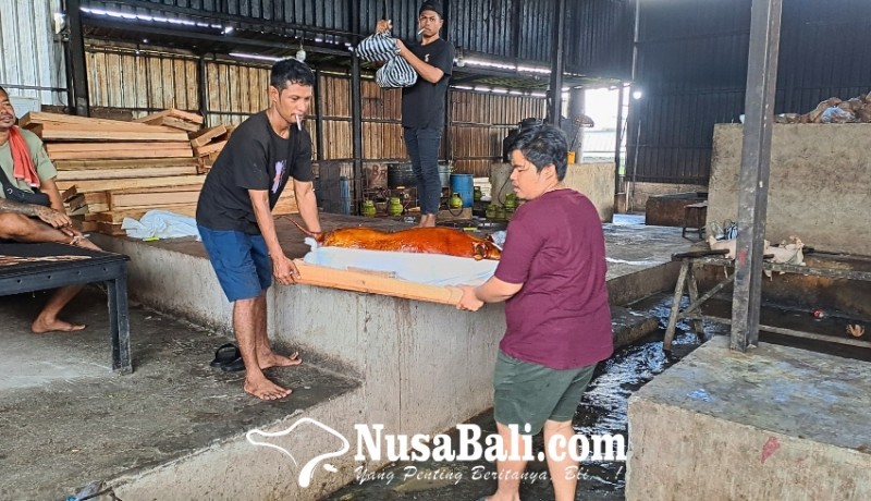 www.nusabali.com-harga-babi-kembung-babi-guling-jadi-kempis