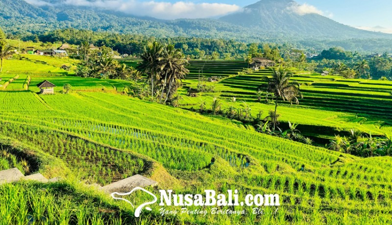 www.nusabali.com-dtw-jatiluwih-siapkan-tiket-non-tunai