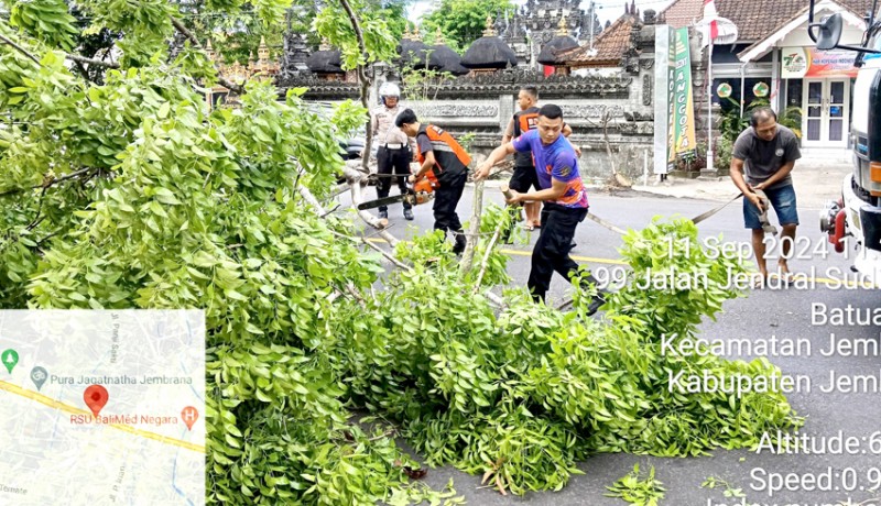 www.nusabali.com-pohon-tinggi-10-meter-tumbang-di-jalan-denpasar-gilimanuk