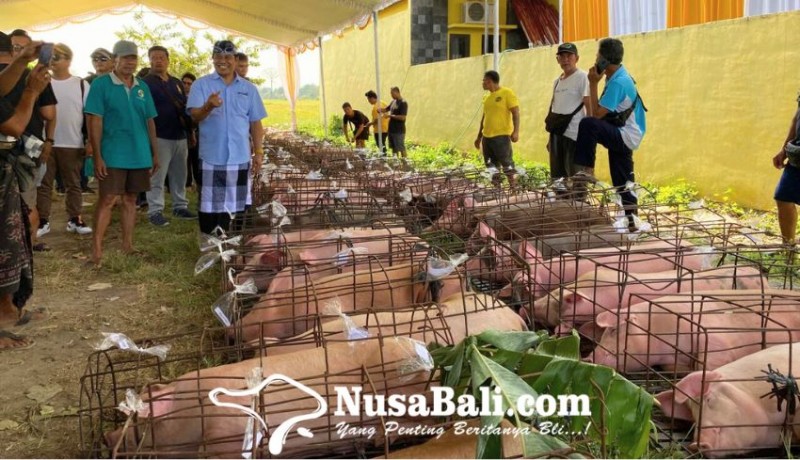 www.nusabali.com-lestarikan-mepatung-cabup-suyasa-bagikan-20-ton-daging-babi-ke-masyarakat-badung