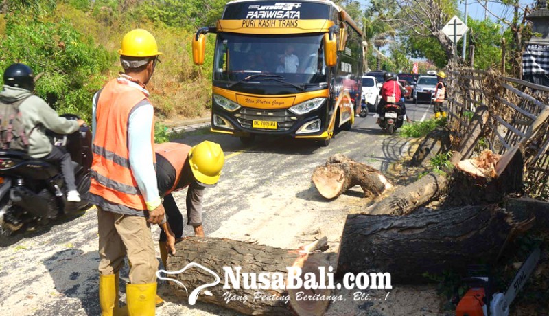 www.nusabali.com-membahayakan-pohon-intaran-ditebang