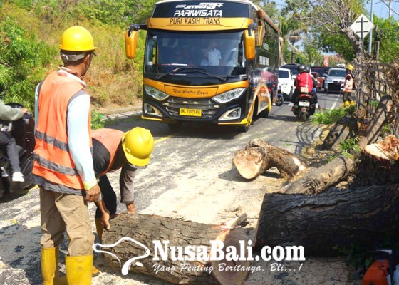 Nusabali.com - membahayakan-pohon-intaran-ditebang