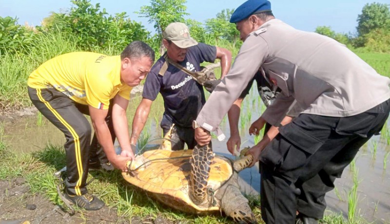 www.nusabali.com-penyu-lekang-dievakuasi-ke-laut-ditemukan-di-tengah-sawah-warga-penarukan