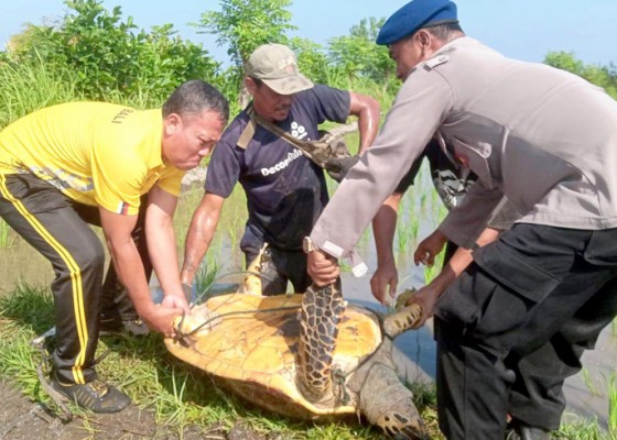 Nusabali.com - penyu-lekang-dievakuasi-ke-laut-ditemukan-di-tengah-sawah-warga-penarukan