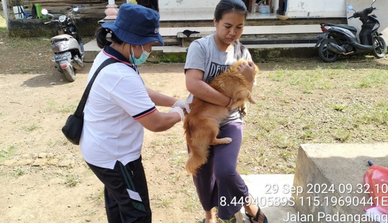 www.nusabali.com-disperpa-vaksinasi-massal-ratusan-hpr-serangkaian-world-rabies-day