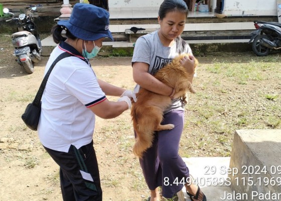 Nusabali.com - disperpa-vaksinasi-massal-ratusan-hpr-serangkaian-world-rabies-day