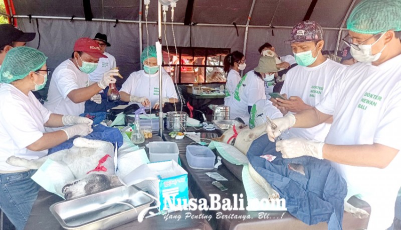 www.nusabali.com-pdhi-ungkap-pergeseran-gejala-rabies-pada-hewan