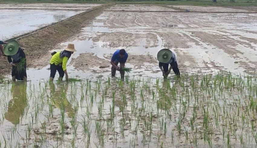 Meningkatkan Lahan Pangan per Kapita untuk Kedaulatan Pangan