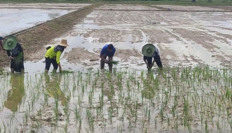 www.nusabali.com-meningkatkan-lahan-pangan-per-kapita-untuk-kedaulatan-pangan