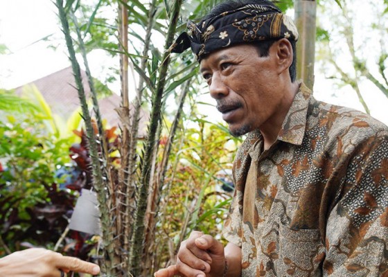 Nusabali.com - agroforestri-salak-sibetan-jadi-kebanggaan-bali