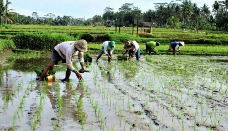 www.nusabali.com-guru-besar-unud-minta-paslon-sejahterakan-petani-sebut-plasma-nutfah-bali-menjanjikan