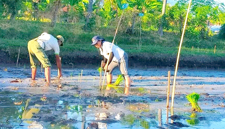 Distan Yakini Produksi Gabah Buleleng Surplus