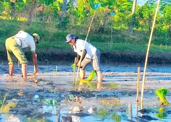 Nusabali.com - distan-yakini-produksi-gabah-buleleng-surplus