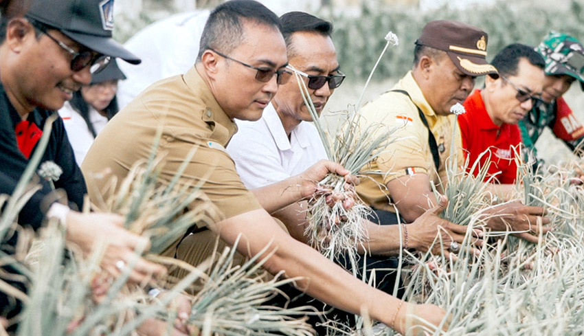 Pj Sekda Badung Panen Bawang Merah di Sading