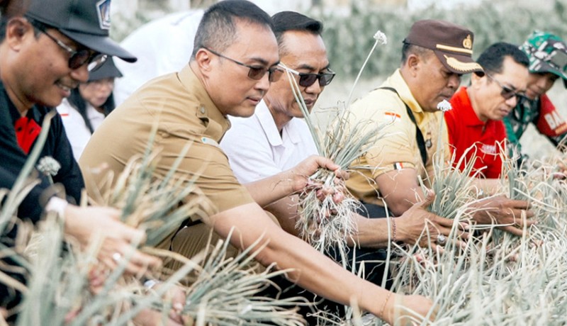 www.nusabali.com-pj-sekda-badung-panen-bawang-merah-di-sading