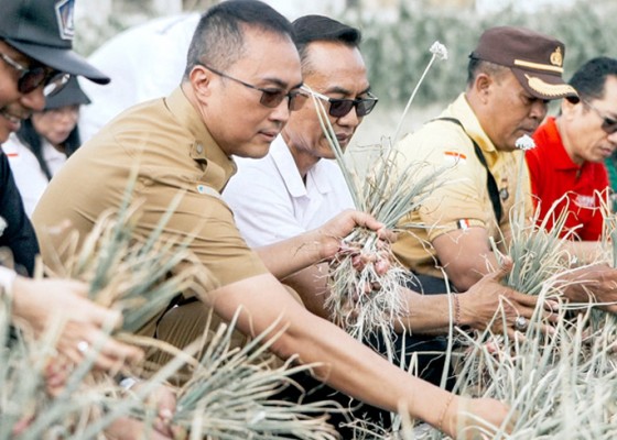 Nusabali.com - pj-sekda-badung-panen-bawang-merah-di-sading