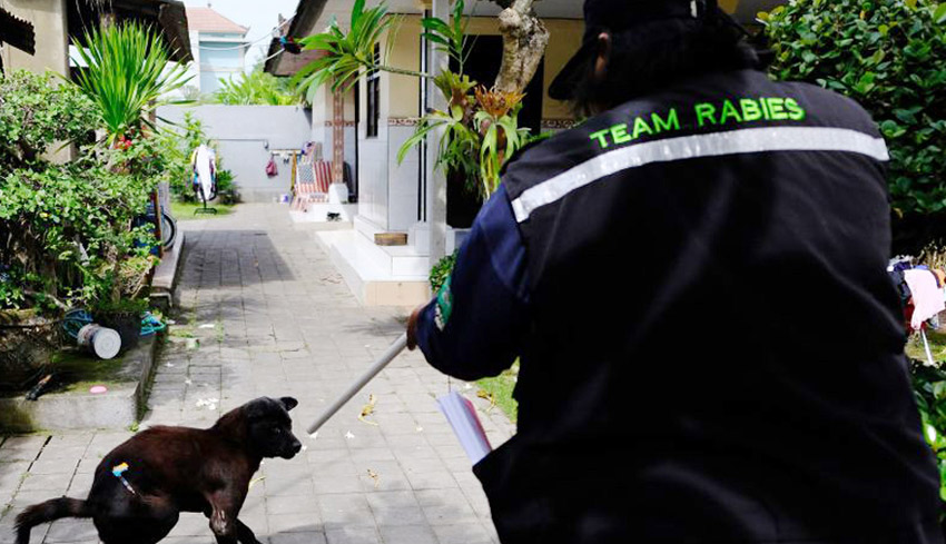 PDHI Bali Luruskan Eutanasia Bukan Asal Eliminasi Anjing Liar