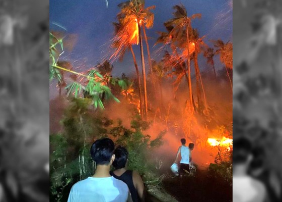 Nusabali.com - kebun-bambu-dan-kelapa-3-hektare-terbakar