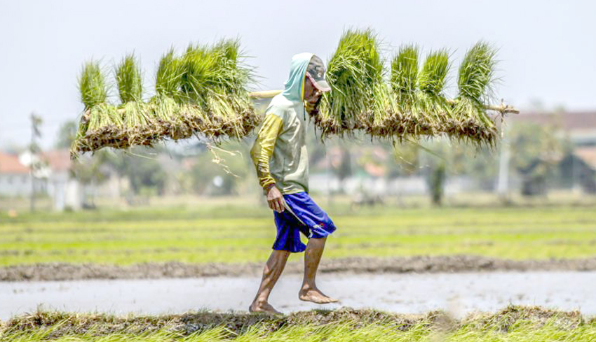 Intensifikasi Lahan Kunci dari Swasembada Pangan