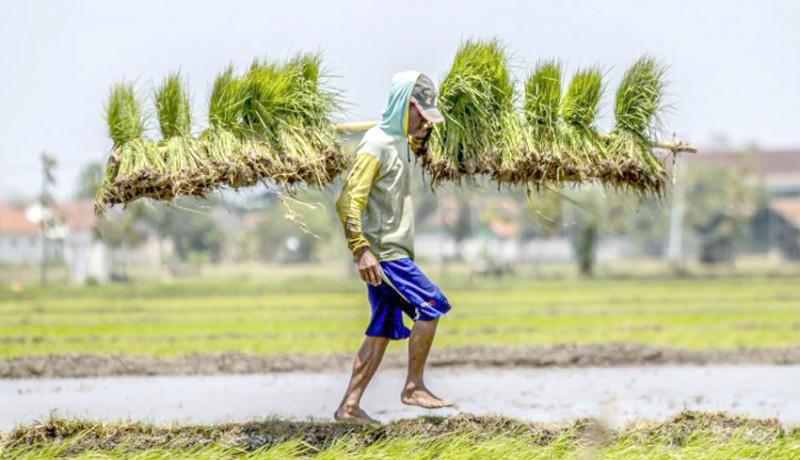 www.nusabali.com-intensifikasi-lahan-kunci-dari-swasembada-pangan