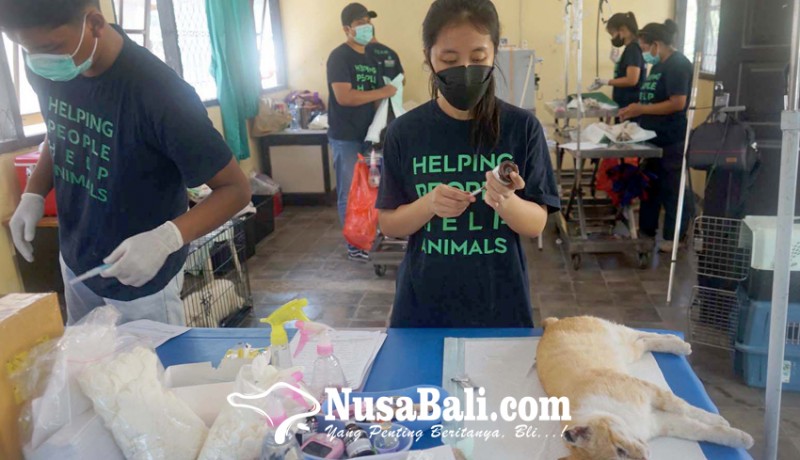 www.nusabali.com-tekan-populasi-5-dokter-hewan-kebiri-ratusan-anjing-dan-kucing