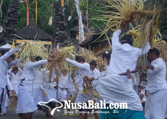 Nusabali.com - matigtig-tandai-nyineb-usaba-kapat-di-pura-puseh-desa-adat-geriana-kangin-desa-duda-utara-karangasem