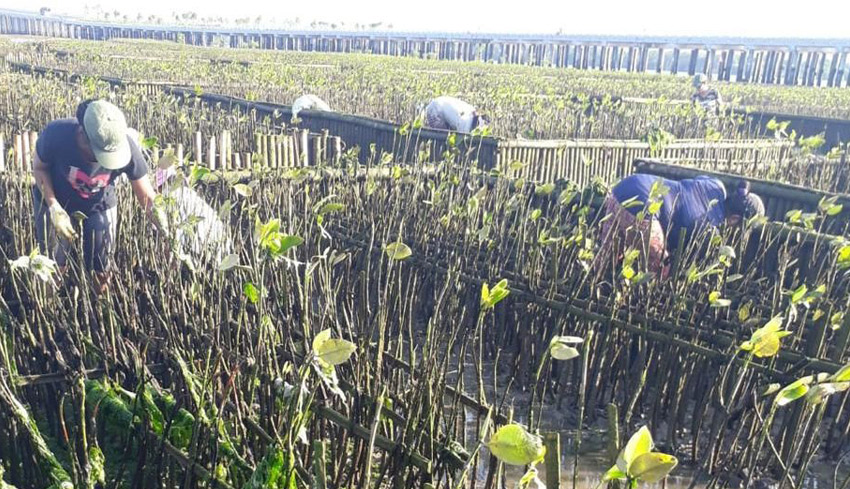 Kondisi Mangrove di Tol Bali Mandara Memprihatinkan