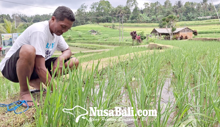 Serapan Pupuk Subsidi di Tabanan Sulit 100 Persen