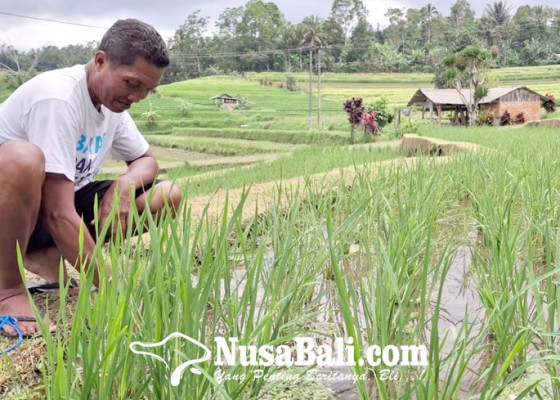 Nusabali.com - serapan-pupuk-subsidi-di-tabanan-sulit-100-persen