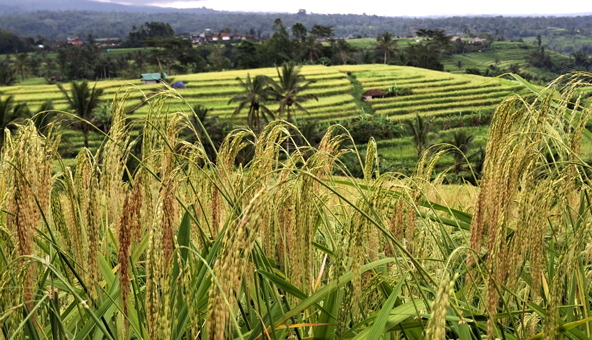 18 Hektare Sawah Terancam Kekeringan