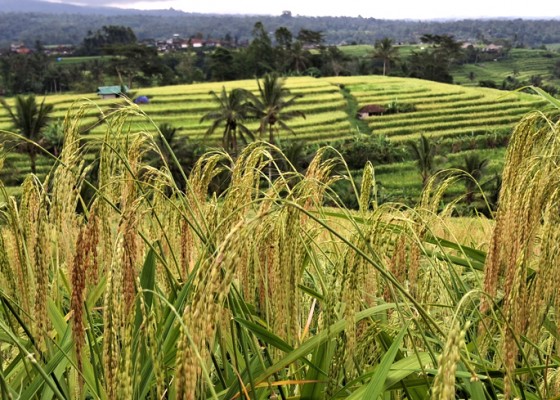 Nusabali.com - 18-hektare-sawah-terancam-kekeringan