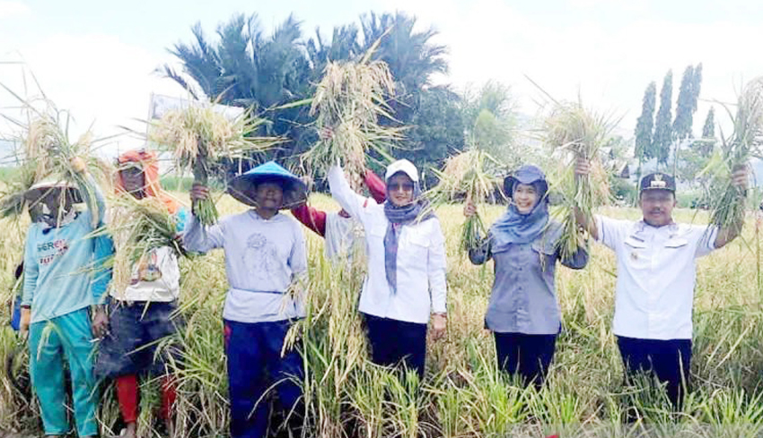 Produksi Padi Triwulan III Capai 43,28 Juta Ton GK